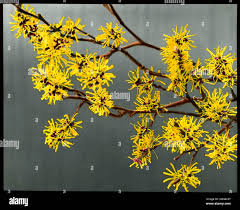 Attēlu rezultāti vaicājumam “Hamamelis mollis”