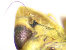 Attēlu rezultāti vaicājumam “Rhopalus maculatus imago”