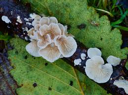 Attēlu rezultāti vaicājumam “Crepidotus versutus”