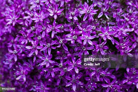 Attēlu rezultāti vaicājumam “Allium holandicum”