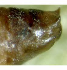 Attēlu rezultāti vaicājumam “Tischeria complanella larva”