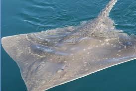 Image result for Dipturus intermedius