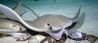 Image result for Rhinoptera bonasus