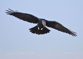 Attēlu rezultāti vaicājumam “Corvus frugilegus”