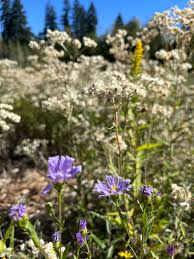 Attēlu rezultāti vaicājumam “Anaphalis margaritacea flower”