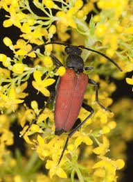 Attēlu rezultāti vaicājumam “Anastrangalia sanguinolenta”