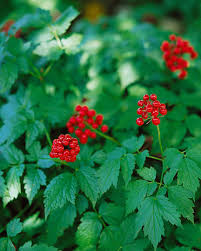 Image result for Christophskraut