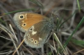 Attēlu rezultāti vaicājumam “Coenonympha tullia”