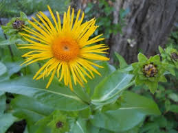 Attēlu rezultāti vaicājumam “Inula helenium leaf”