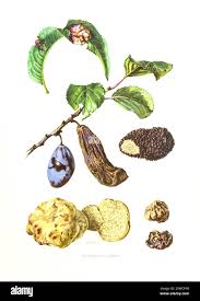 Attēlu rezultāti vaicājumam “Exobasidiales”