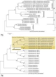 Attēlu rezultāti vaicājumam “Tischeriidae”