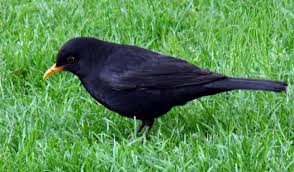 Attēlu rezultāti vaicājumam “Turdus merula”