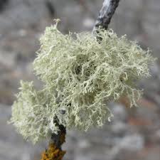 Attēlu rezultāti vaicājumam “Ramalina calicaris”
