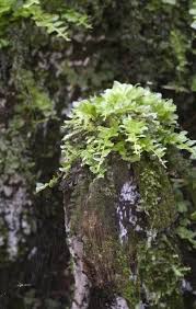 Attēlu rezultāti vaicājumam “Tetraphis pellucida”