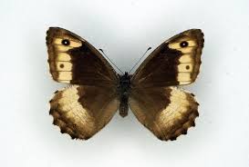 Attēlu rezultāti vaicājumam “Hipparchia alcyone underside”