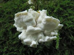 Attēlu rezultāti vaicājumam “Skeletocutis nivea”