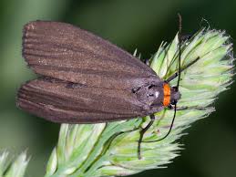 Attēlu rezultāti vaicājumam “Atolmis rubricollis”