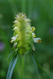 Attēlu rezultāti vaicājumam “Melampyrum cristatum”