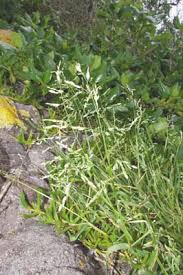 Attēlu rezultāti vaicājumam “Poa pratensis”