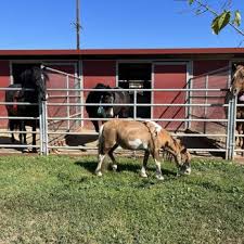 Image result for Kings Ranch Riding School/Club