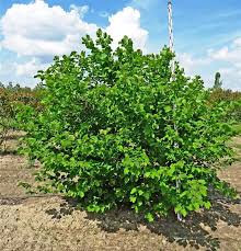 Attēlu rezultāti vaicājumam “Corylus avellana”