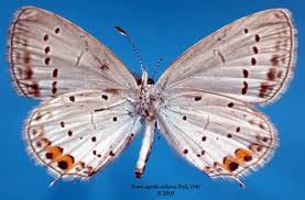 Attēlu rezultāti vaicājumam “Everes argiades”