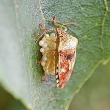 Attēlu rezultāti vaicājumam “Elasmucha grisea imago”