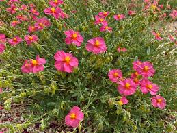 Attēlu rezultāti vaicājumam “Helianthemum x hybridum flower”