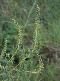 Attēlu rezultāti vaicājumam “Ambrosia artemisiifolia”