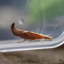 Attēlu rezultāti vaicājumam “Ypsolopha dentella”