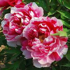 Attēlu rezultāti vaicājumam “Paeoniaceae”