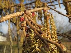 Attēlu rezultāti vaicājumam “Corylus colurna”