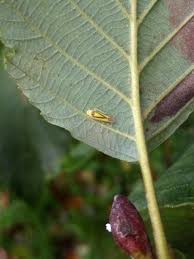 Attēlu rezultāti vaicājumam “Edwardsiana geometrica”