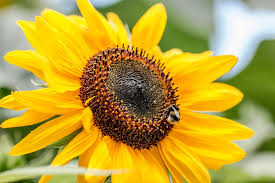 Attēlu rezultāti vaicājumam “Helianthus annuus”