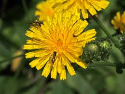 Attēlu rezultāti vaicājumam “Picris hieracioides”