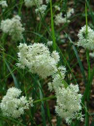 Attēlu rezultāti vaicājumam “Luzula pilosa flower”
