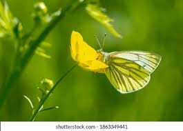 Attēlu rezultāti vaicājumam “Pieris napi male”