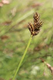 Attēlu rezultāti vaicājumam “Carex leporina”