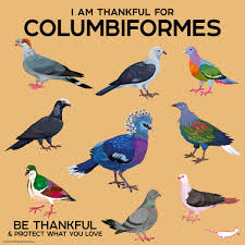 Attēlu rezultāti vaicājumam “Columbiformes”