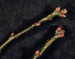 Attēlu rezultāti vaicājumam “Quercus robur bud”