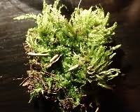 Attēlu rezultāti vaicājumam “Taxiphyllum wissgrillii”