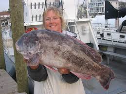 Image result for Tautoga onitis