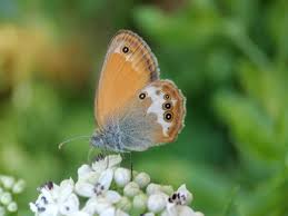 Attēlu rezultāti vaicājumam “Coenonympha arcania”