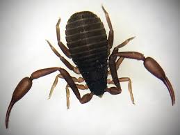 Attēlu rezultāti vaicājumam “Chelifer cancroides”