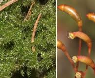 Attēlu rezultāti vaicājumam “Campylium, Campyliadelphus”