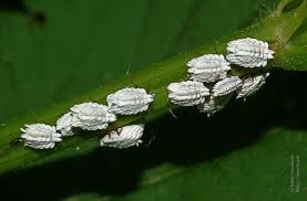 Attēlu rezultāti vaicājumam “Orthezia urticae”