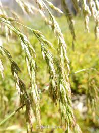 Attēlu rezultāti vaicājumam “Cinna latifolia leaf”