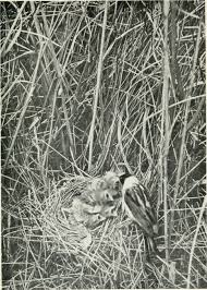 Attēlu rezultāti vaicājumam “Emberiza schoeniclus nest”