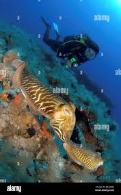 Image result for Canary Divers