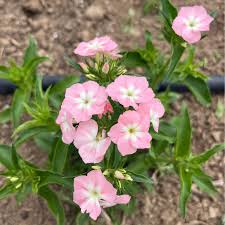 Image result for Phlox drummondii